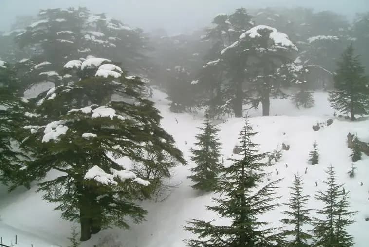 Lebanon cedars covered in snow