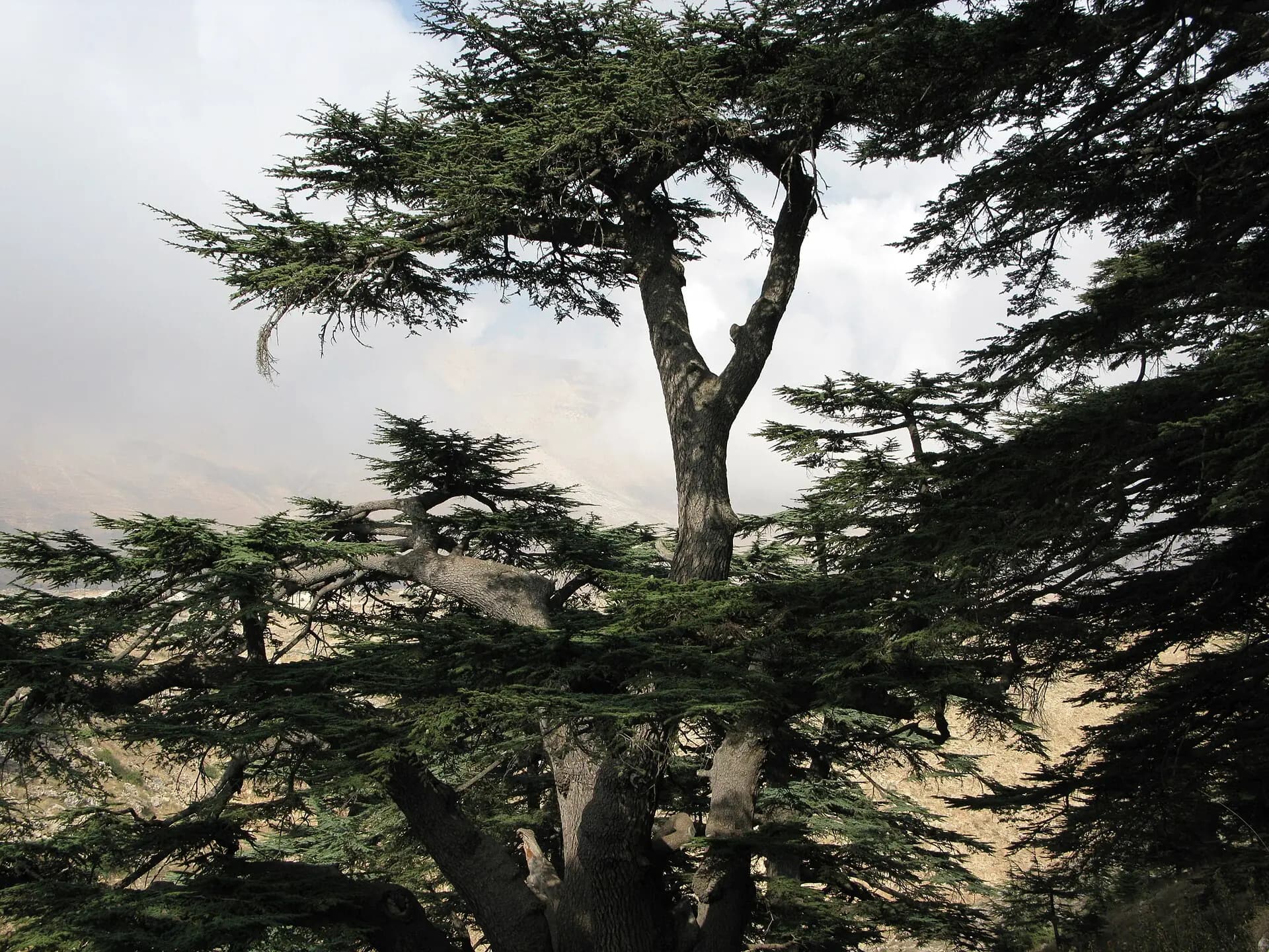 An old cedar in the Cedars of God forest