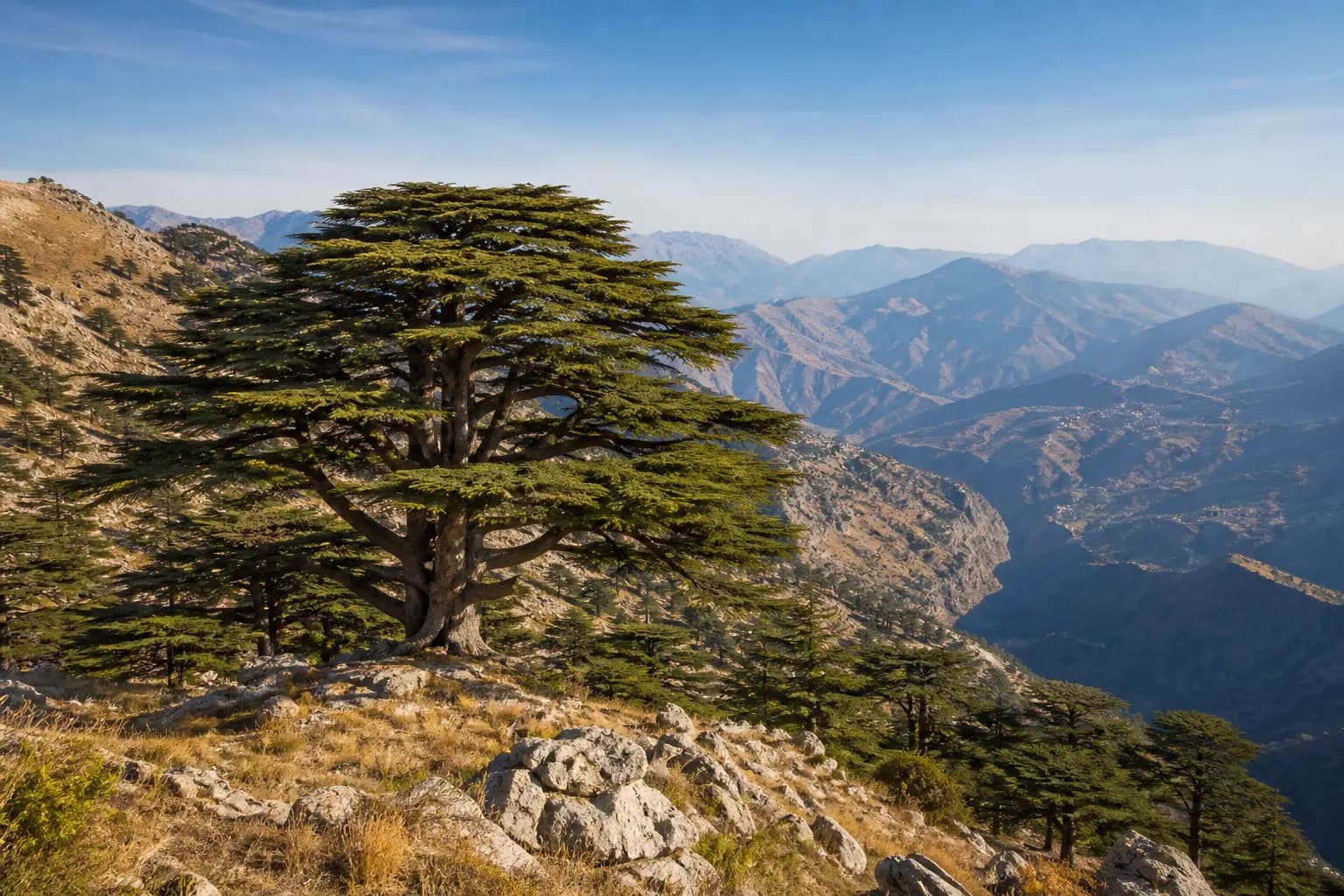 Lebanon cedars in a high mountain landscape